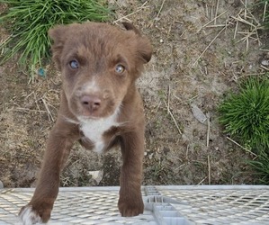 Miniature Australian Shepherd Puppy for sale in MILTON, WI, USA