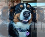 Small Photo #9 Bernese Mountain Dog Puppy For Sale in POUND, VA, USA