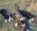 Small Photo #2 Greater Swiss Mountain Dog Puppy For Sale in PHOENIX, NY, USA