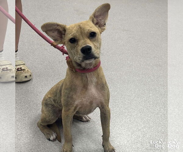 Medium Photo #2 Mutt Puppy For Sale in Washington, DC, USA