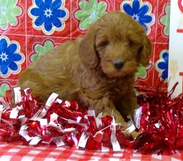 Goldendoodle (Miniature) Puppy for sale in CONOWINGO, MD, USA