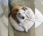 Small Photo #43 Labrador Retriever-Unknown Mix Puppy For Sale in San Diego, CA, USA