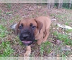 Small Photo #7 Cane Corso Puppy For Sale in HARLETON, TX, USA