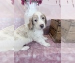 Small Photo #88 Aussie-Poo-Goldendoodle Mix Puppy For Sale in COMMERCE, MI, USA