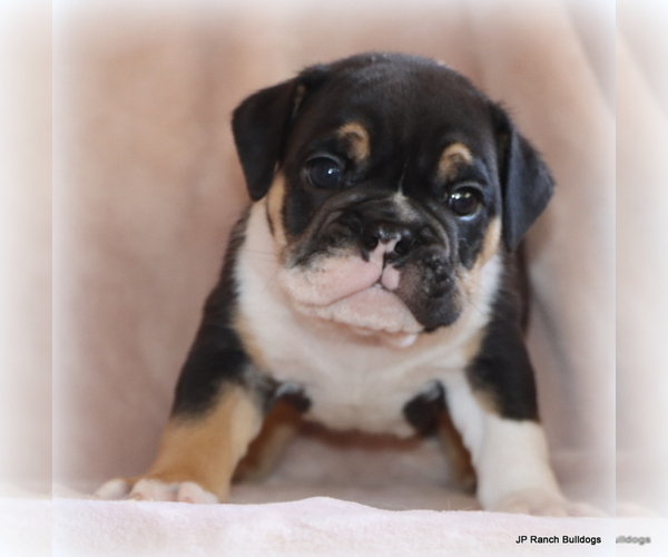 Medium Photo #6 Bulldog Puppy For Sale in WINNSBORO, TX, USA