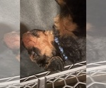 Small Photo #3 Airedale Terrier Puppy For Sale in MOUNT JULIET, TN, USA