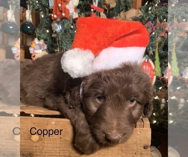 Medium Photo #14 F2 Aussiedoodle Puppy For Sale in ARBA, IN, USA