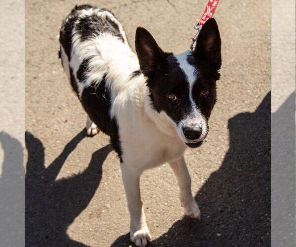 Medium Photo #4 Border Collie-Unknown Mix Puppy For Sale in Canton, CT, USA