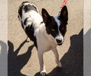 Thea - Female Border Collie-Unknown Mix Dog for Adoption - Photo #4