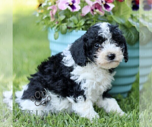 Medium Photo #4 Cavapoo (Miniature) Puppy For Sale in QUARRYVILLE, PA, USA
