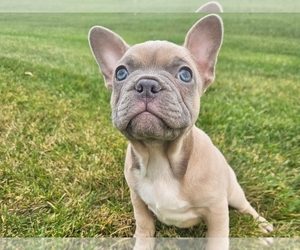 French Bulldog Puppy for sale in PROVIDENCE, RI, USA