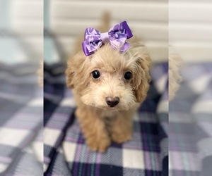 Poodle (Toy) Puppy for sale in CINCINNATI, OH, USA