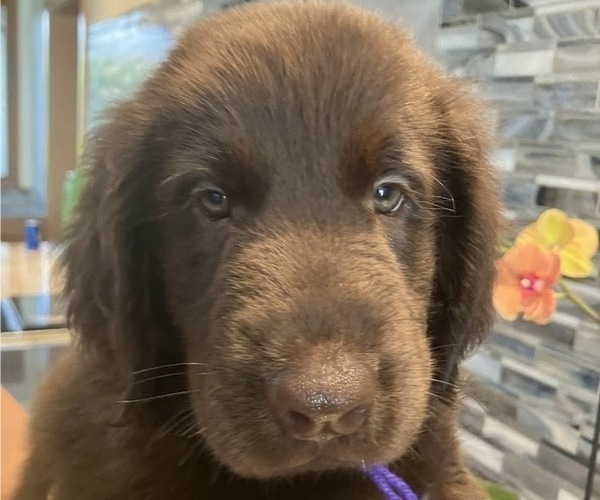 Medium Photo #7 Flat Coated Retriever Puppy For Sale in LAHAINA, HI, USA