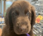 Small #6 Flat Coated Retriever
