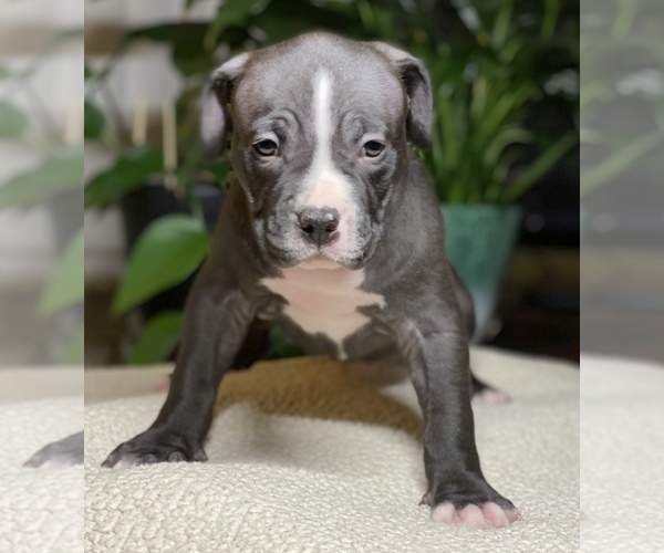 Medium Photo #4 American Bully Puppy For Sale in PHILA, PA, USA