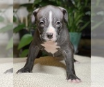 Small Photo #4 American Bully Puppy For Sale in PHILA, PA, USA