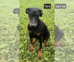 Small #1 Doberman Pinscher