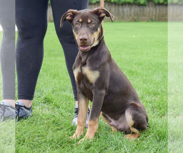 Medium Photo #6 Doberman Pinscher Puppy For Sale in Huntley, IL, USA