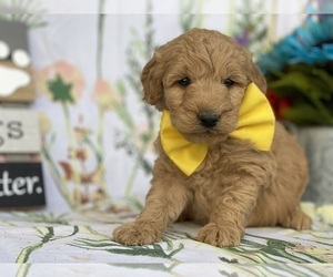 Goldendoodle (Miniature) Puppy for sale in LANCASTER, PA, USA