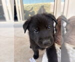 Small #1 German Shepherd Dog Mix