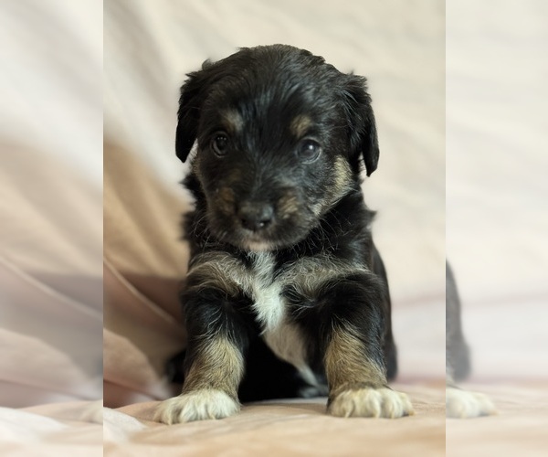 Medium Photo #1 Corgipoo Puppy For Sale in LONGMONT, CO, USA