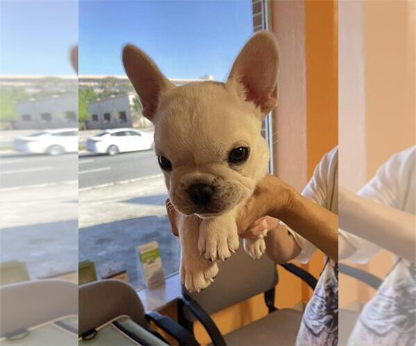 Medium Photo #5 French Bulldog Puppy For Sale in WINDERMERE, FL, USA