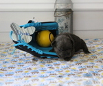 Small Photo #11 French Bulldog Puppy For Sale in SEARS, MI, USA