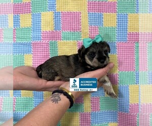 Schnauzer (Miniature) Puppy for sale in WINNSBORO, LA, USA