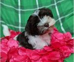 Small #2 Havanese