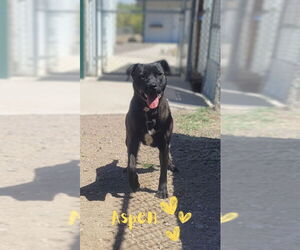 American Staffordshire Terrier-Labrador Retriever Mix Dogs for adoption in Monte Vista, CO, USA