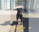 Small American Staffordshire Terrier-Labrador Retriever Mix