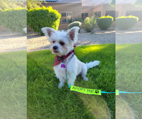 Medium Photo #2 Shih Tzu-Unknown Mix Puppy For Sale in Phoenix, AZ, USA