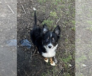 Australian Shepherd-Collie Mix Puppy for sale in MOLALLA, OR, USA