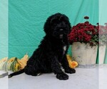 Small Photo #1 Miniature Bernedoodle Puppy For Sale in FREDERICKSBG, OH, USA