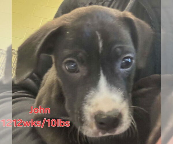 Medium Photo #1 Labrador Retriever-Unknown Mix Puppy For Sale in Sheboygan, WI, USA