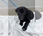 Small Labrador Retriever Mix