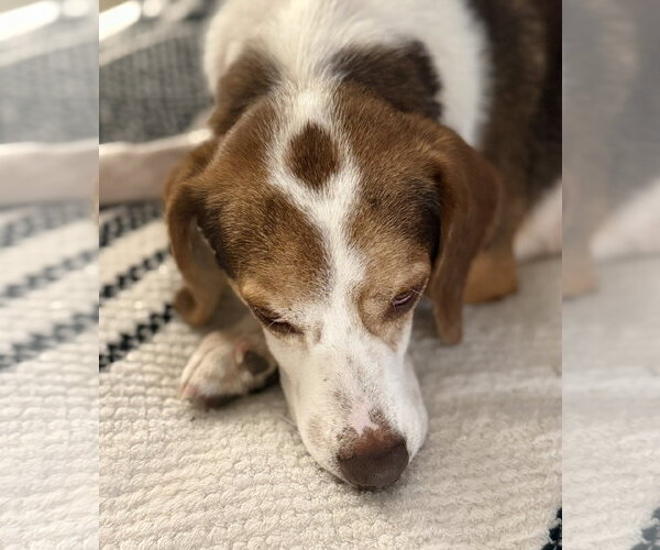 Medium Photo #8 Beagle Puppy For Sale in Dunnellon, FL, USA