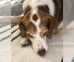 Small #7 Beagle
