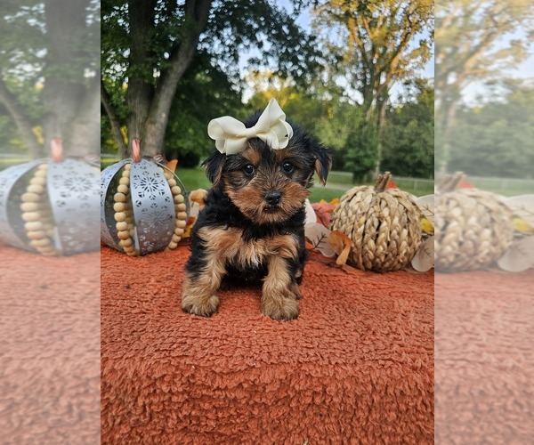Medium Photo #1 Yorkshire Terrier Puppy For Sale in INDIANAPOLIS, IN, USA