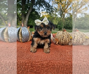 Yorkshire Terrier Puppy for sale in INDIANAPOLIS, IN, USA