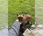 Small Photo #16 French Bulldog Puppy For Sale in SIOUX FALLS, SD, USA