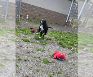 Harper - Female Border Collie-Unknown Mix Dog for Adoption - Photo #14