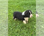 Small #4 Caucasian Shepherd Dog