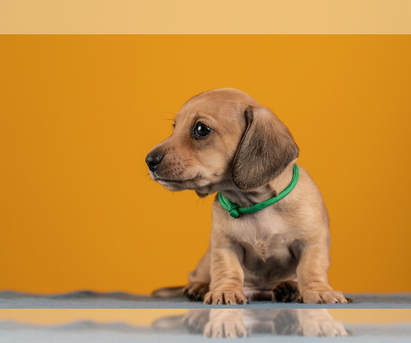 Medium Photo #33 Dachshund Puppy For Sale in CROWLEY, TX, USA