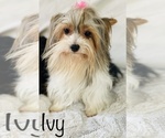 Small Photo #7 Yorkshire Terrier Puppy For Sale in FRESNO, CA, USA