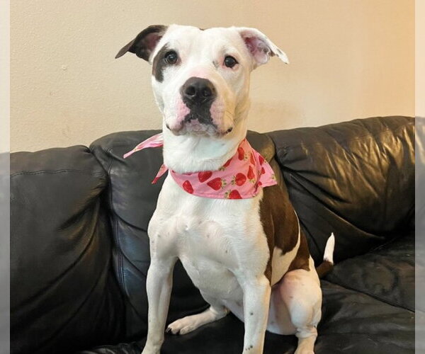 Medium Photo #1 American Staffordshire Terrier-Unknown Mix Puppy For Sale in Dana Point, CA, USA