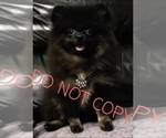 Small Photo #1 Pomeranian Puppy For Sale in DOWNERS GROVE, IL, USA
