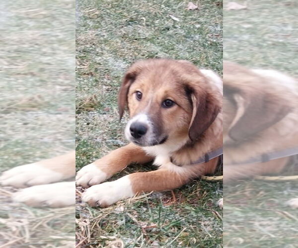 Medium Photo #2 Collie-German Shepherd Dog Mix Puppy For Sale in Aurora, IN, USA