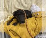 Small Doberman Pinscher Mix