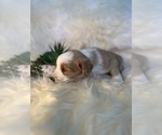 Small Photo #13 F2 Aussiedoodle-Irish Doodle Mix Puppy For Sale in SACRAMENTO, CA, USA